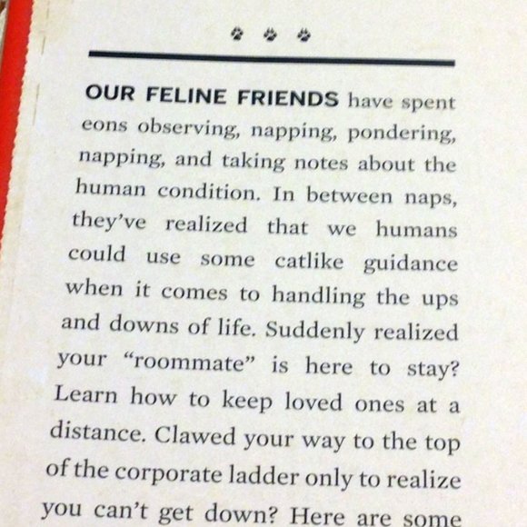 Cat Humor, cat advice - You need more sleep - Picture 3 of 8